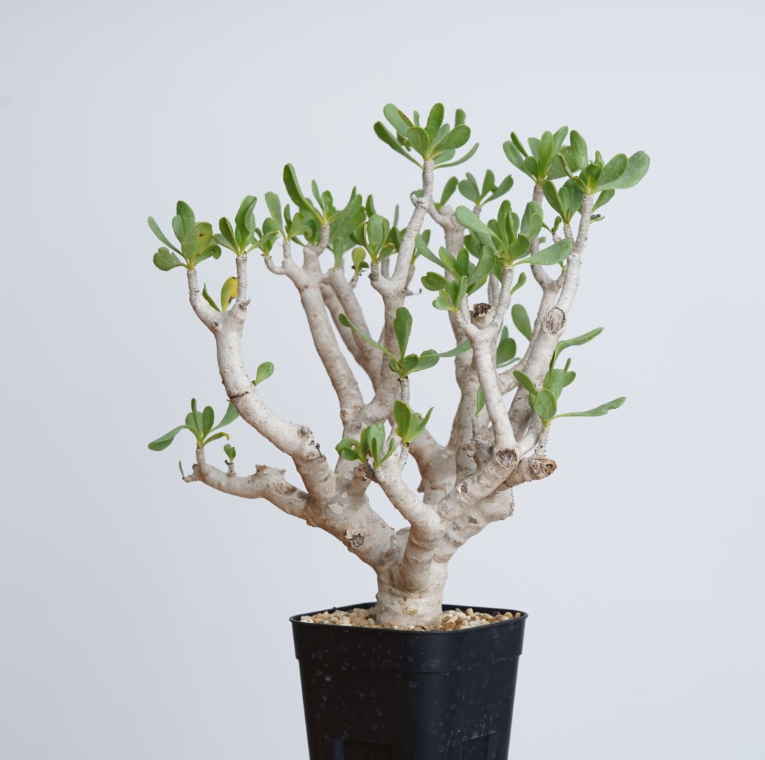 多肉植物 塊根植物オトンナ フルカタ Othonna furcata 冬型 isla del pescado - Othonna furcata-オトンナ・フルカタ