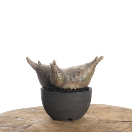 パキポディウムグラキリス | STORES