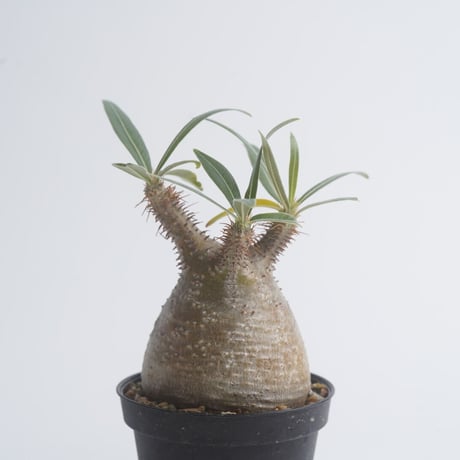 Pachypodium rosulatum var. gracilius   【発根済み】〈幹幅5.8cm〉