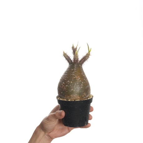 Pachypodium rosulatum var. gracilius   【発根済み】〈幹幅8.8cm〉