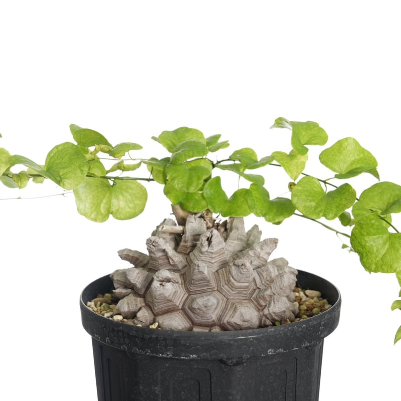 Dioscorea Elephantipes 亀甲竜【発根済み】〈幹幅12.2cm〉 | QS