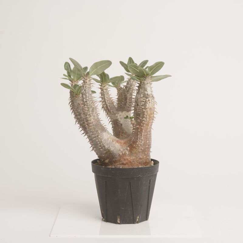 Pachypodium rosulatum var.horombense 【発根済み】 〈幹幅