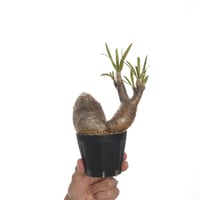 Pachypodium rosulatum var. gracilius   【発根済み】〈幹幅11.0cm〉