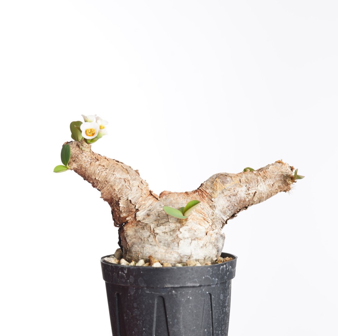 Euphorbia itremensis 【発根済み】〈幹幅4.2cm〉 | QSPLANT Euphorbia itremensis 【発根済み】〈幹幅4.2cm〉 | QSPLANT