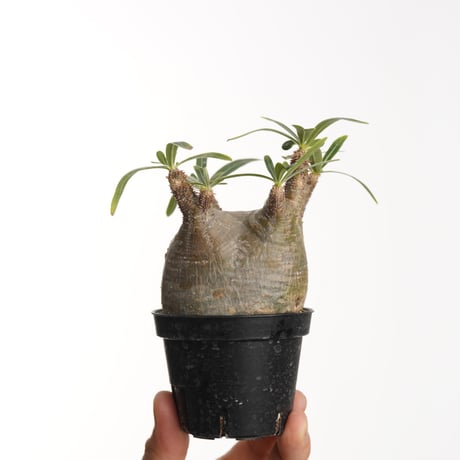 Pachypodium rosulatum var. gracilius   【発根済み】〈幹幅6.9cm〉