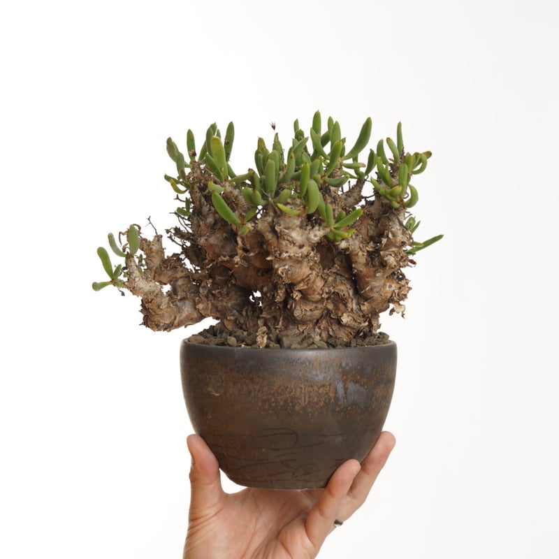 Tylecodon reticulatus 万物想 塊根植物 isla del pescado - Tylecodon reticulatus-万物想