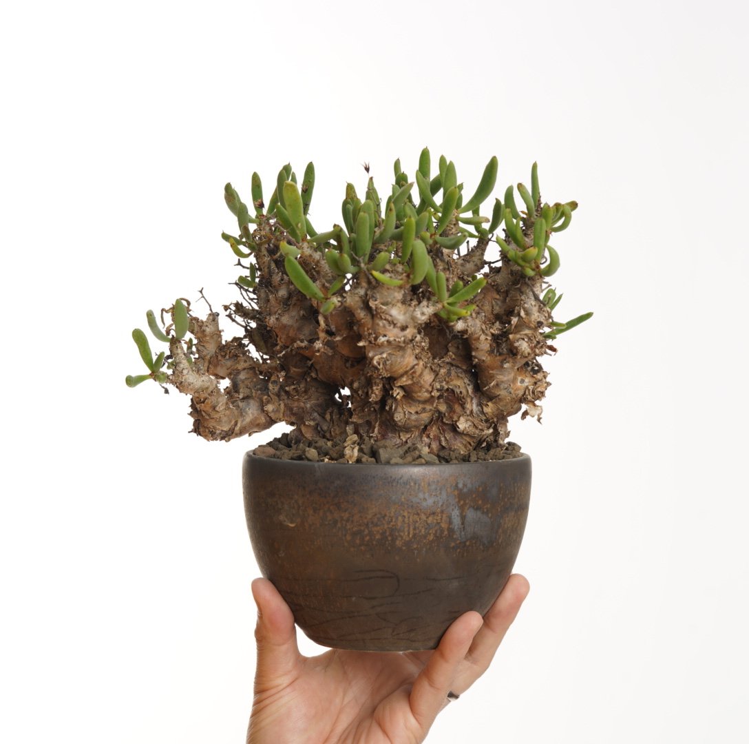 Tylecodon reticulatus 万物想×Tomoharu Nakagawa植木鉢