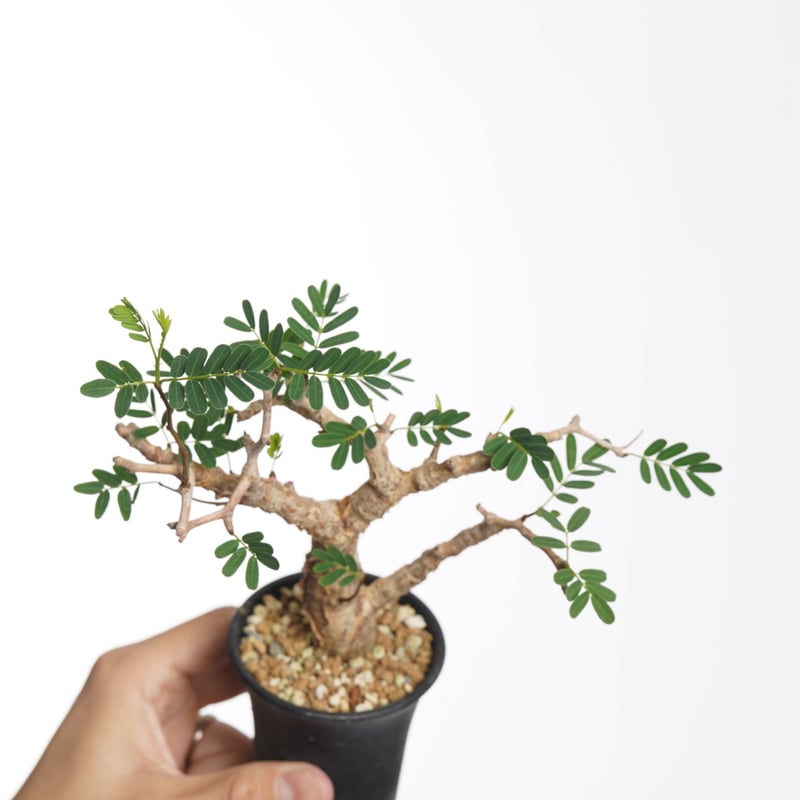 A Sennameridionalis-センナ・メリディオナリス 海外実生発根済 センナ・メリディオナリス | Senna meridionalis | SAVVY PLANTS