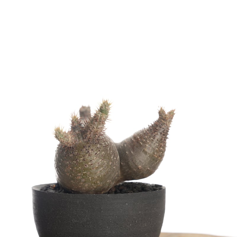 Pachypodium rosulatum var. gracilius × orokupot