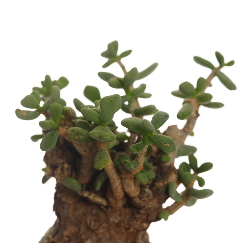 Ceraria pygmaea 【発根済み】〈幹幅6.1cm〉 | QSPLANT