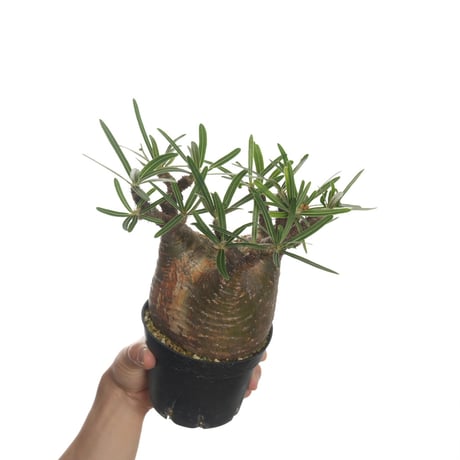 Pachypodium rosulatum var. gracilius   【発根済み】〈幹幅10.8cm〉
