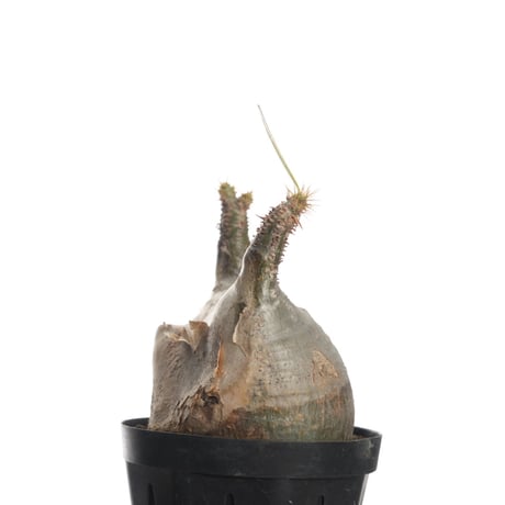 Pachypodium rosulatum var. gracilius   【発根済み】〈幹幅7.9cm〉