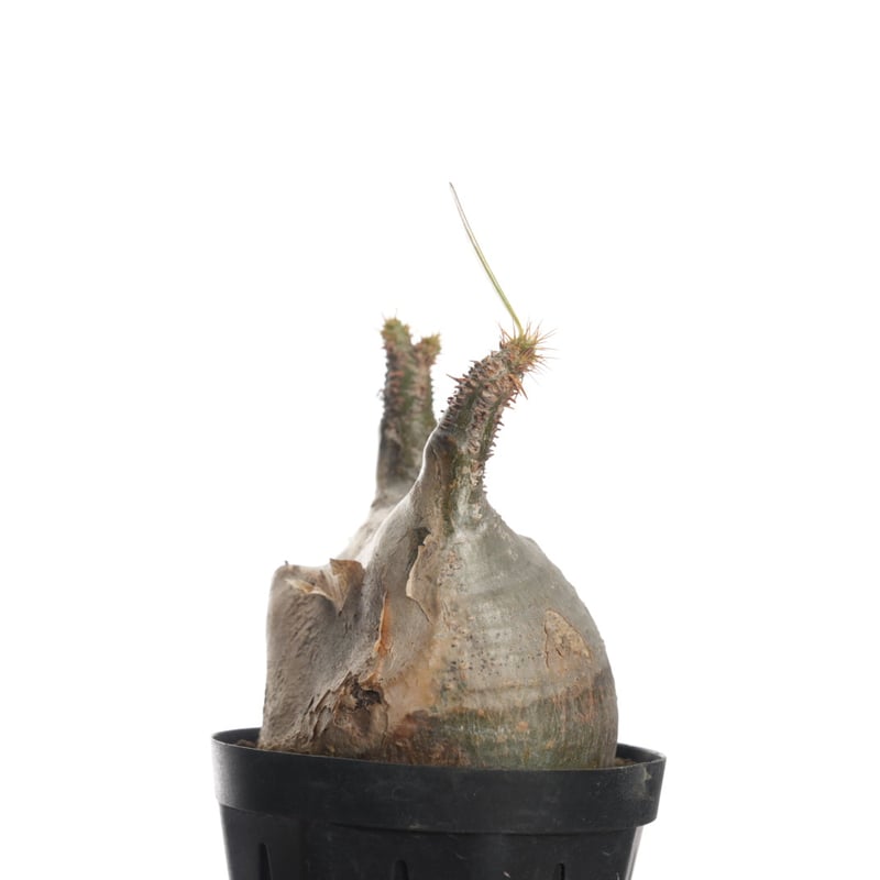 Pachypodium rosulatum var. gracilius 【発根済み】〈幹