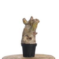 Pachypodium eburneum   【発根済み】〈幹幅9.1cm〉