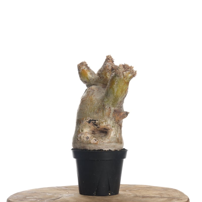 Pachypodium eburneum 【発根済み】〈幹幅9.1cm〉 | QSPLANT