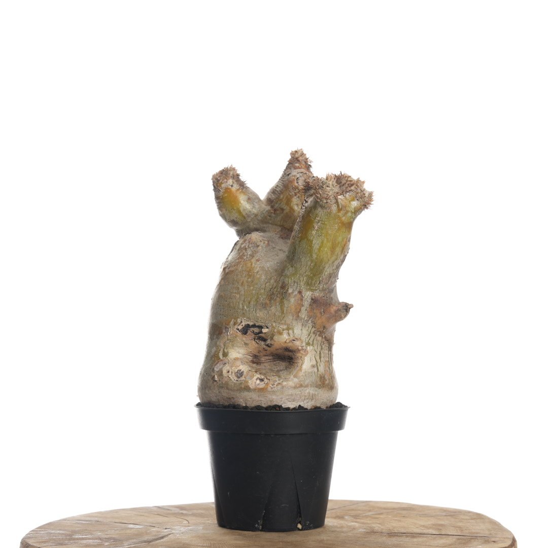 Pachypodium eburneum 【発根済み】〈幹幅9.1cm〉 | QSPLANT