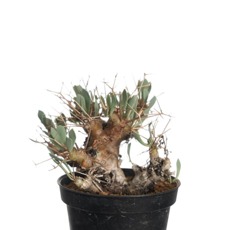 ユーフォルビオイデス | STORES