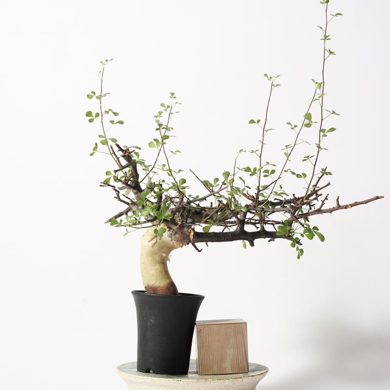 Commiphora kataf 〈幹幅3.4cm〉 | QSPLANT