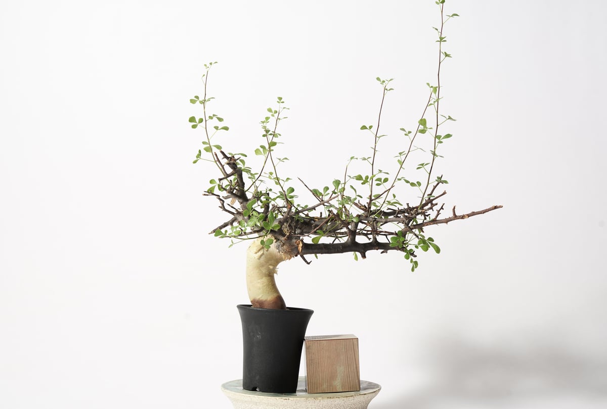 ④コミフォラ カタフ ソマリア産Commiphora kataf コミフォラ カタフ【ソマリア産のピュアカタフ！表皮の白さと