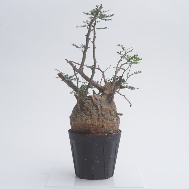 Operculicarya pachypus 【発根済み】〈幹幅9.5cm〉 | QSPLANT