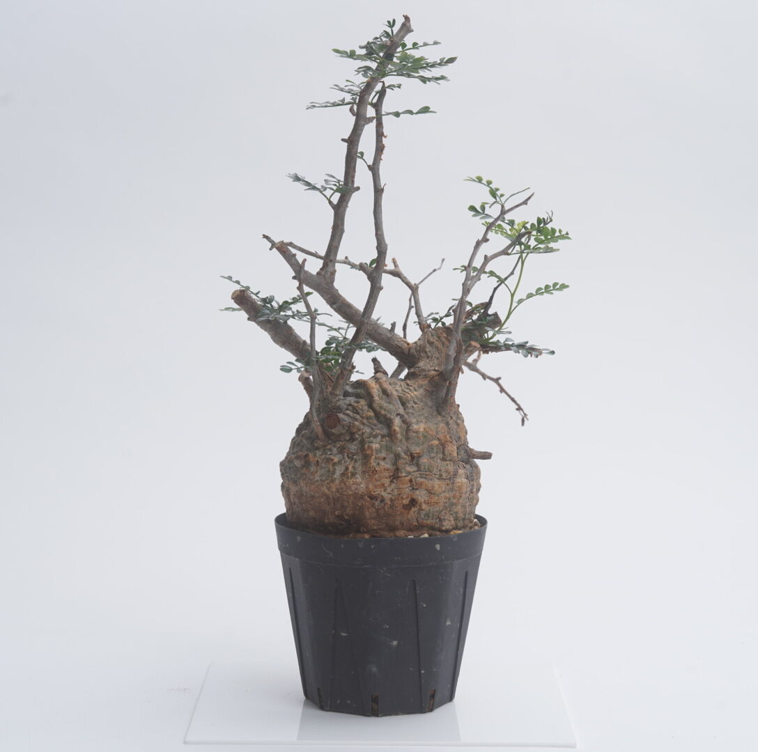 Operculicarya pachypus 【発根済み】〈幹幅9.5cm〉 | QSPLANT