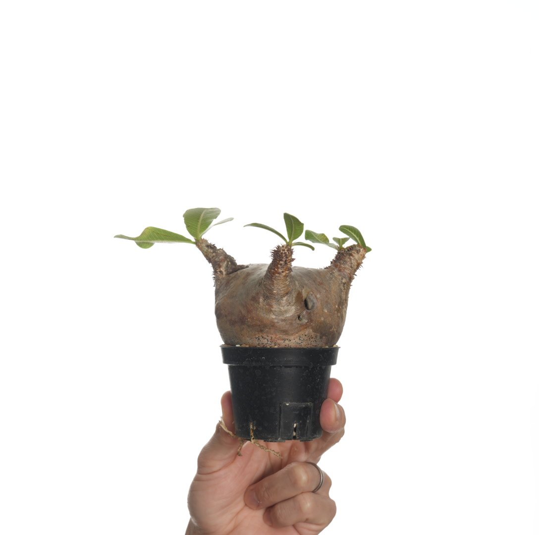 パキポディウム マカイエンセ 現地球 発根済み 【公式通販】