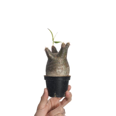 パキポディウムグラキリス | STORES