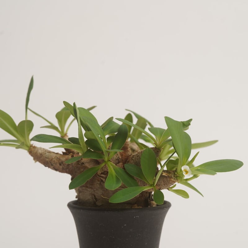 Euphorbia itremensis 【発根済み】〈幹幅5.8cm〉 | QSPLANT