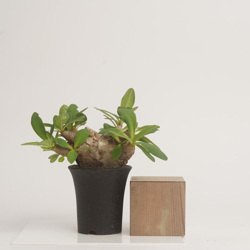 Euphorbia itremensis 【発根済み】〈幹幅5.8cm〉 | QSPLANT