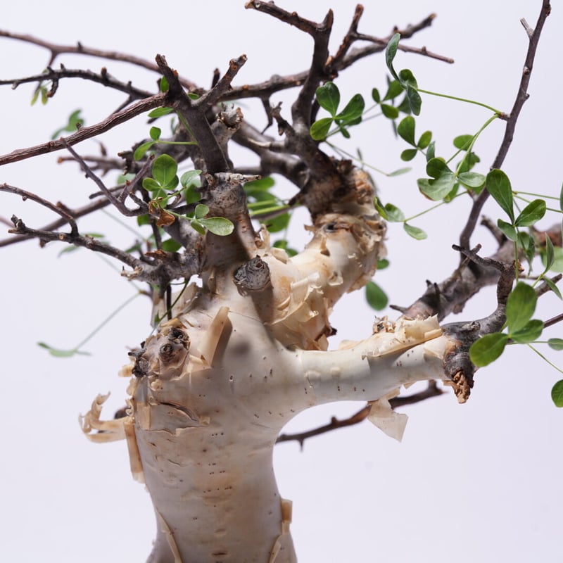Commiphora kataf 〈幹幅6.1cm〉 | QSPLANT