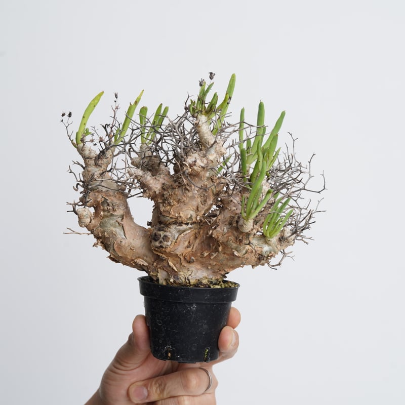 Tylecodon reticulatus 万物想 【発根済み】〈幹幅5.5cm〉 | QSP Tylecodon reticulatus 万物想 【発根済み】〈幹幅5.5cm〉 | QSP