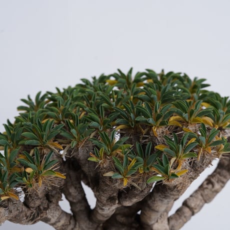 Euphorbia guillauminiana 【発根済み】