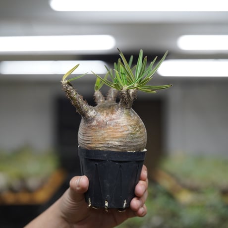 《ｷｭｰｴｽ ﾉ ｿｳｺｲﾁ5 ｵﾝﾗｲﾝ》Pachypodium rosulatum var. gracilius【発根済み】〈幹幅約8.9cm〉 no.15