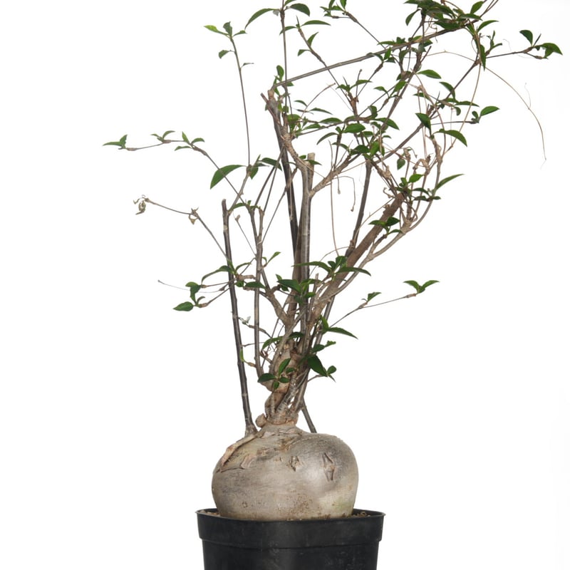 Euphorbia mahabobokensis【発根済み】〈幹幅8.9cm〉 | QSPLANT