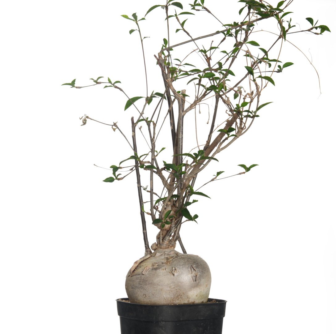 Euphorbia mahabobokensis【発根済み】〈幹幅8.9cm〉 | QSPLANT