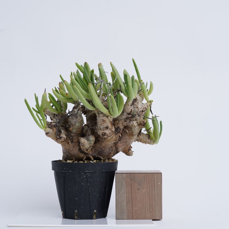 TR1 チレコドン レティキュラータス 万物想 発根済