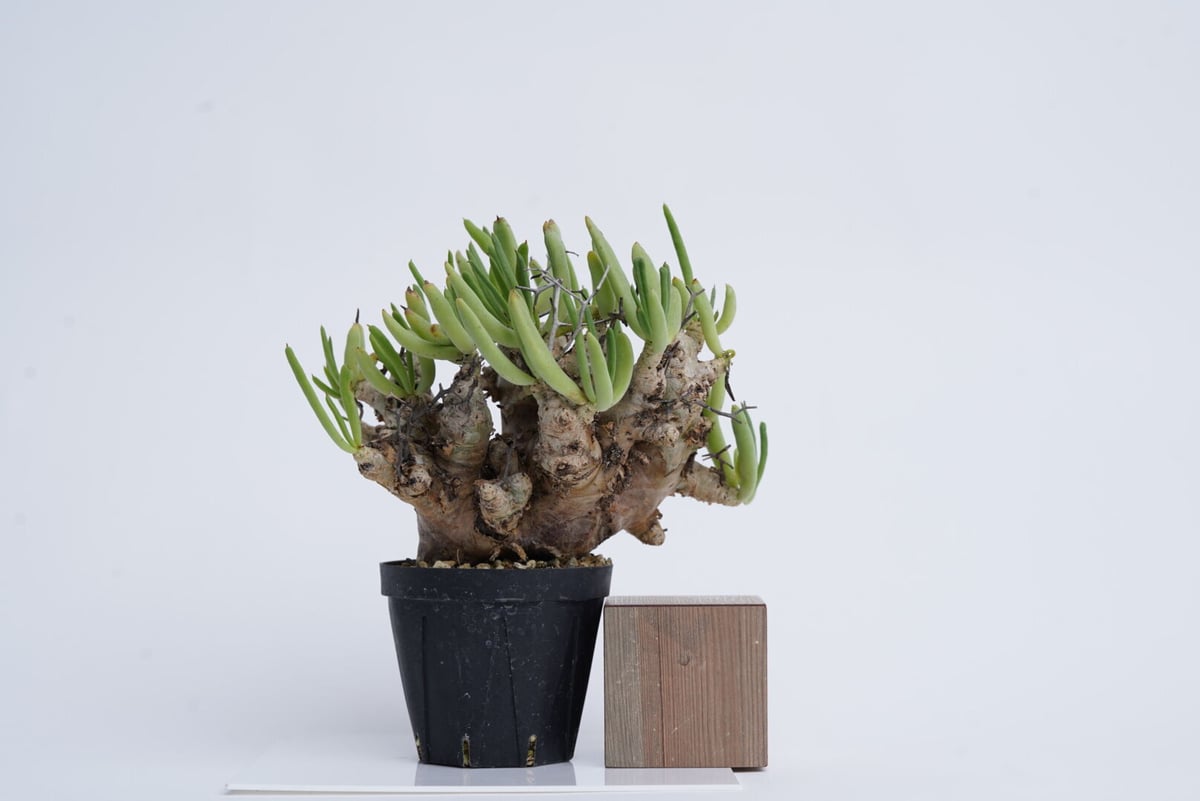 Tylecodon reticulatus 万物想 【発根済み】〈幹幅6.4cm〉 | QSP Tylecodon reticulatus 万物想 【発根済み】〈幹幅6.4cm〉 | QSP