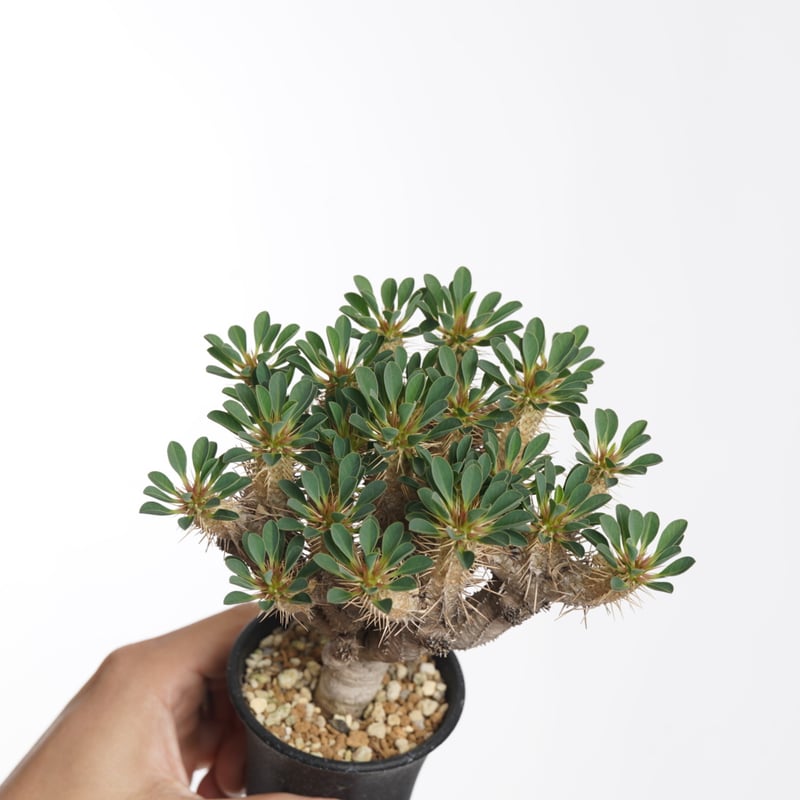 Euphorbia guillauminiana【発根済み】〈幹幅1.8cm〉 | QSPLANT