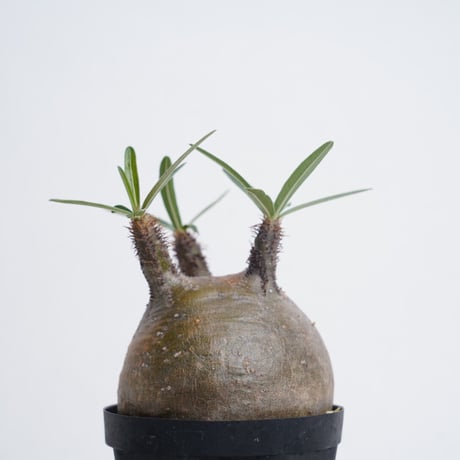 Pachypodium rosulatum var. gracilius〈幹幅8.1cm〉