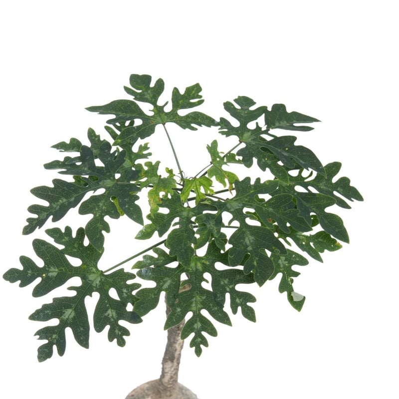 Adenia metamorpha【発根済み】（幹幅8.1cm） | QSPLANT