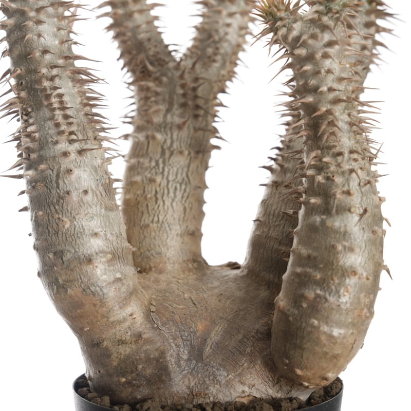Pachypodium horombense【発根済み】〈幹幅7.8cm〉 | QSPLANT