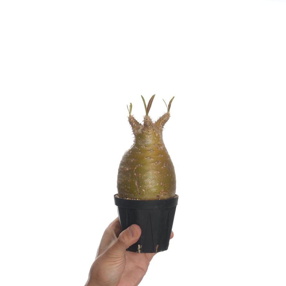 6822ba0c1f0e5a75e12d70ae