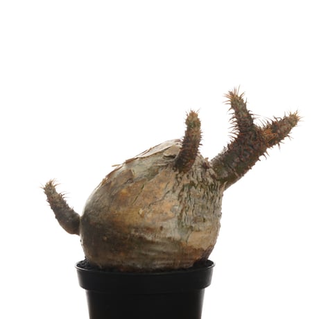 Pachypodium rosulatum var. gracilius   【発根済み】〈幹幅7.5cm〉