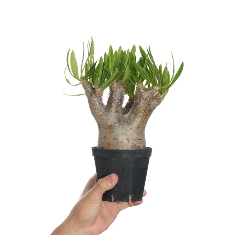 パキポディウム イノピナツム Pachypodium inopinatum Pachypodium inopinatum パキポディウム イノピナツム no.2 特選