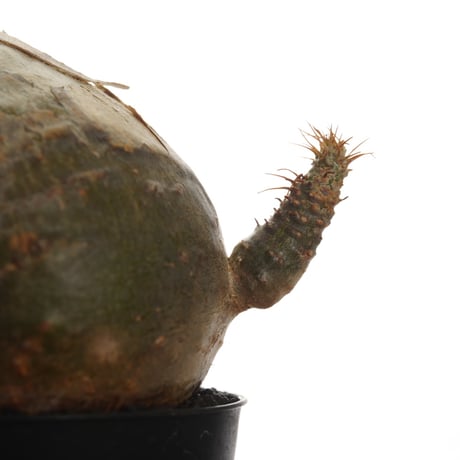 Pachypodium rosulatum var. gracilius   【発根済み】〈幹幅7.5cm〉