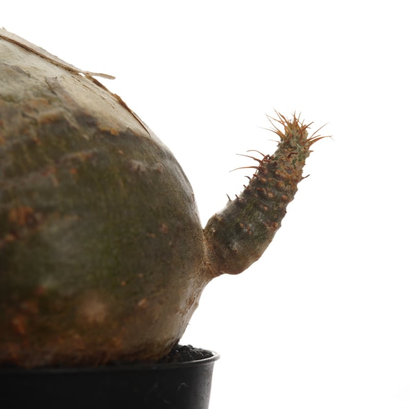 Pachypodium rosulatum var. gracilius 【発根済み】〈幹