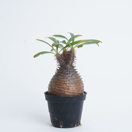 Pachypodium rosulatum var. gracilius   【発根済み】〈幹幅6.2cm〉