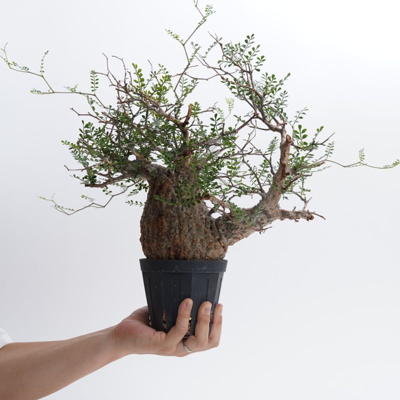 Operculicarya pachypus 【発根済み】〈幹幅11.8cm〉 | QSPLANT Operculicarya pachypus 【発根済み】〈幹幅11.8cm〉 | QSPLANT