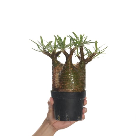 Pachypodium rosulatum var. gracilius   【発根済み】〈幹幅10.8cm〉