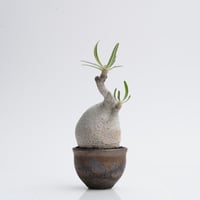 Pachypodium rosulatum var. gracilius × Tomoharu Nakagawa植木鉢   【発根済み】〈幹幅5.9cm〉